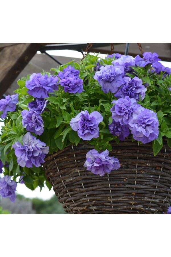 Petunya Fidesi Kokulu Katmerli ( Petunia Atkinsiana Tumbelina ) Sophia 1 Adet - 