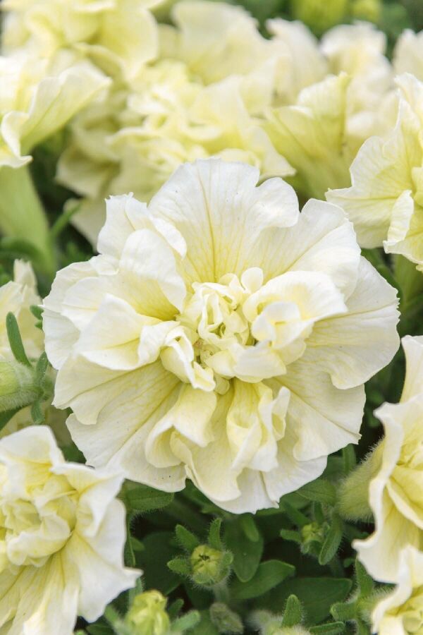 Petunya Fidesi Kokulu Katmerli ( Petunia Atkinsiana Tumbelina ) Susanna 1 Adet - 