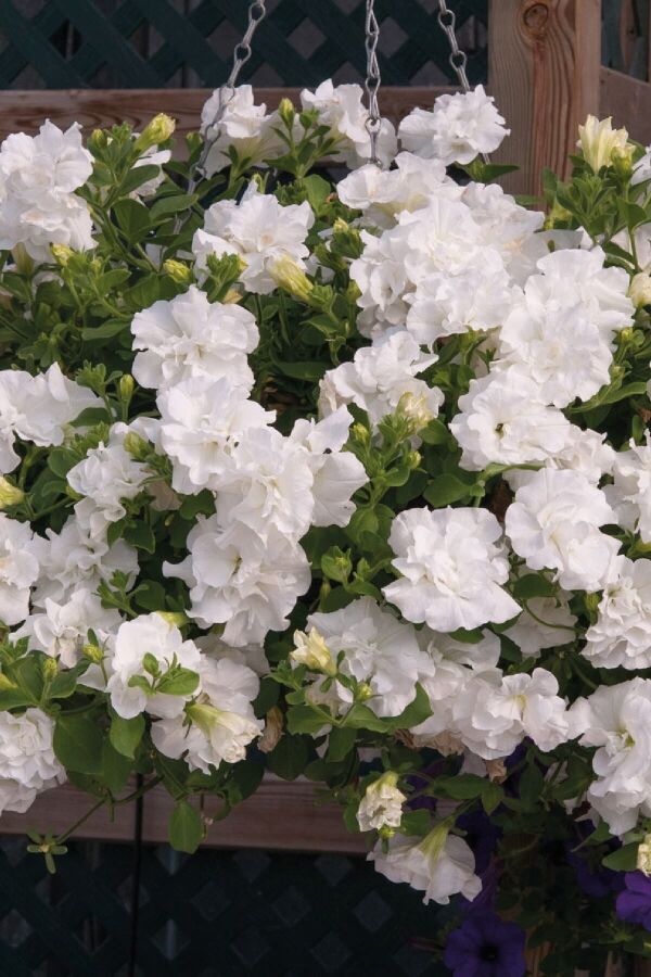 Petunya Fidesi Kokulu Katmerli ( Petunia Atkinsianatumbelina ) Diana 1 Adet - 