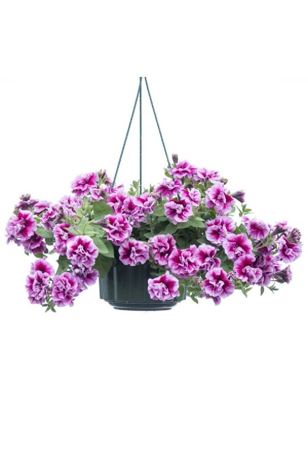 Petunya Fidesi Kokulu Katmerli ( Petunia Atkinsianatumbelina ) Francesca 1 Adet - 
