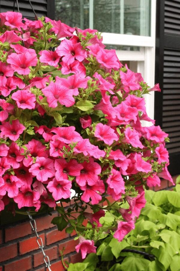 Petunya Fidesi ( Petunia Atkinsiana ) Hot Pink 1 Adet - 