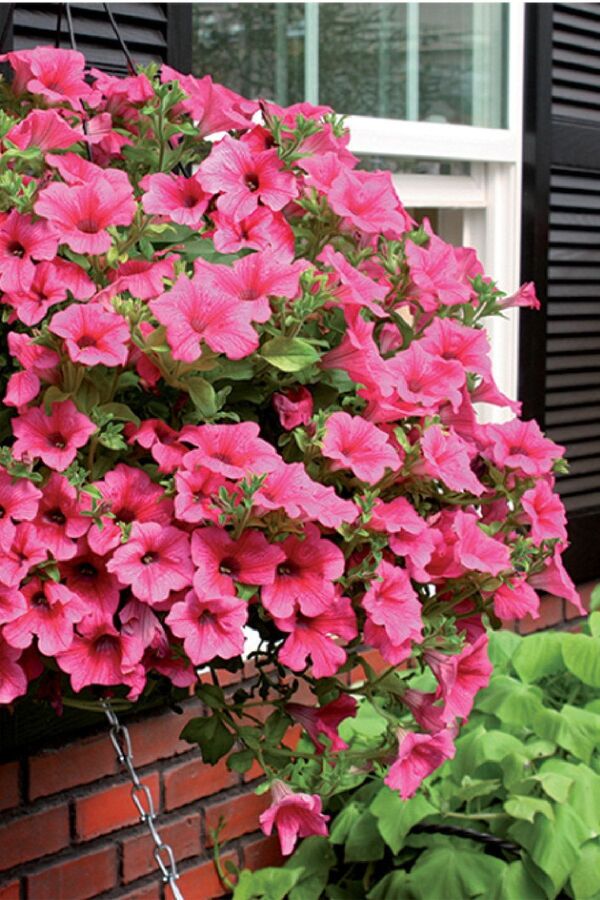 Petunya Fidesi ( Petunia Atkinsiana ) Hot Red 1 Adet - 