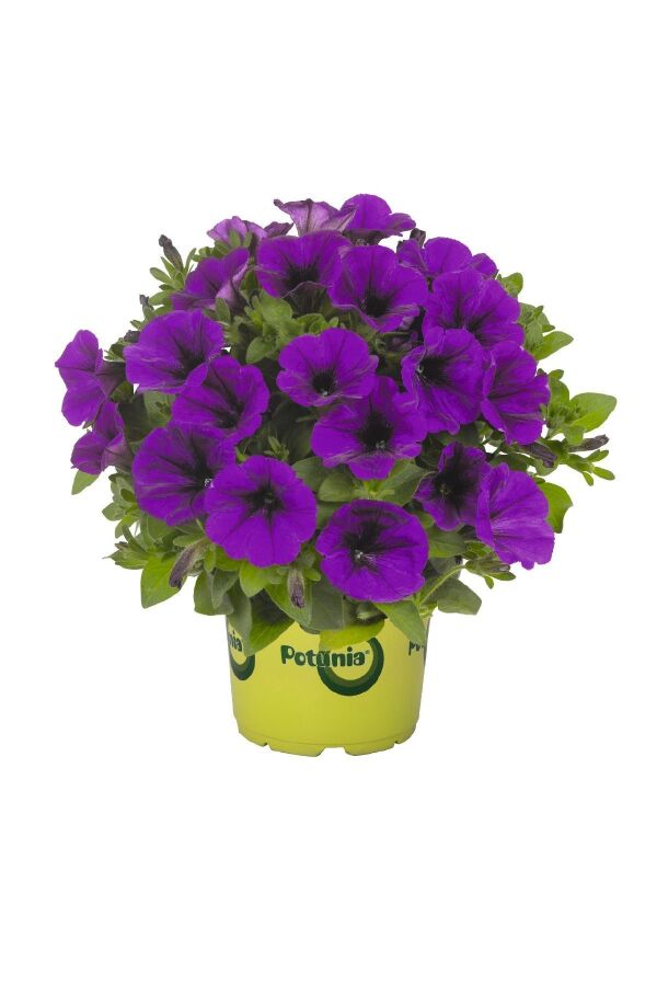Petunya Fidesi ( Petunia Atkinsiana ) Lilac Blue 1 Adet - 