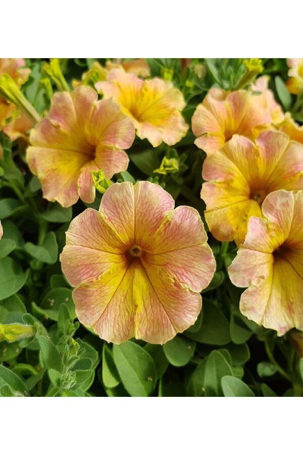 Petunya Fidesi ( Petunia Atkinsiana ) Mango 1 Adet - 