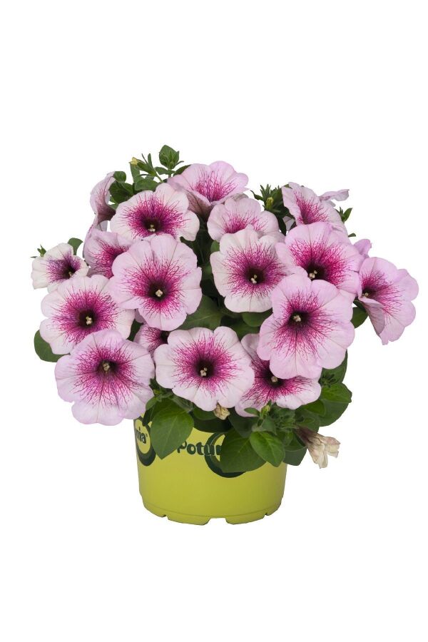 Petunya Fidesi ( Petunia Atkinsiana ) Pink Orchid 1 Adet - 