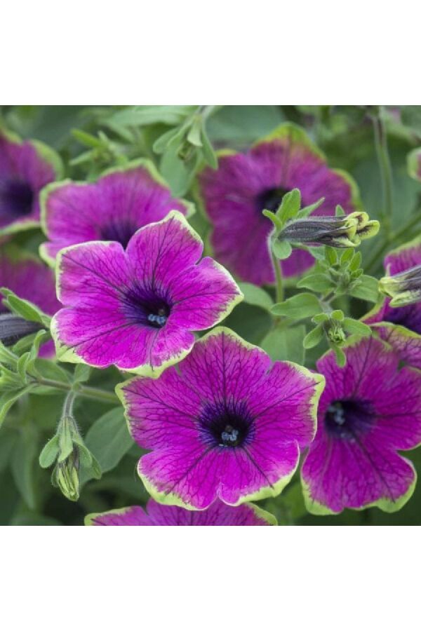 Petunya Fidesi ( Petunia Atkinsiana ) Purple Green Edge 1 Adet - 
