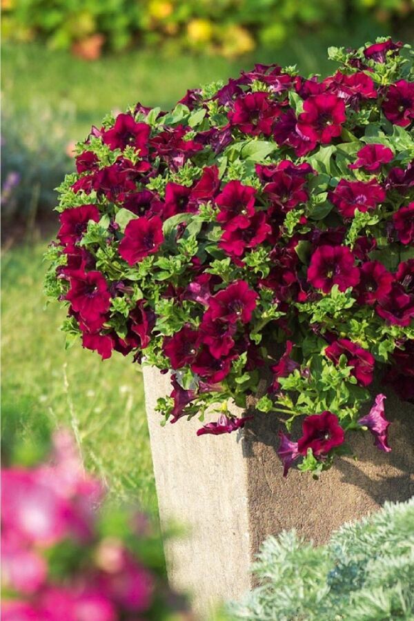 Petunya Fidesi ( Sarkan Petunia Atkinsiana ) Burgundy 1 Adet - 