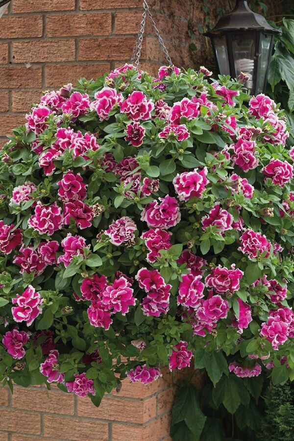 Petunya ( Petunia) Sarkan Petunya Fidesi Katmerli Kokulu Tumbelina Anna 1 Adet - 