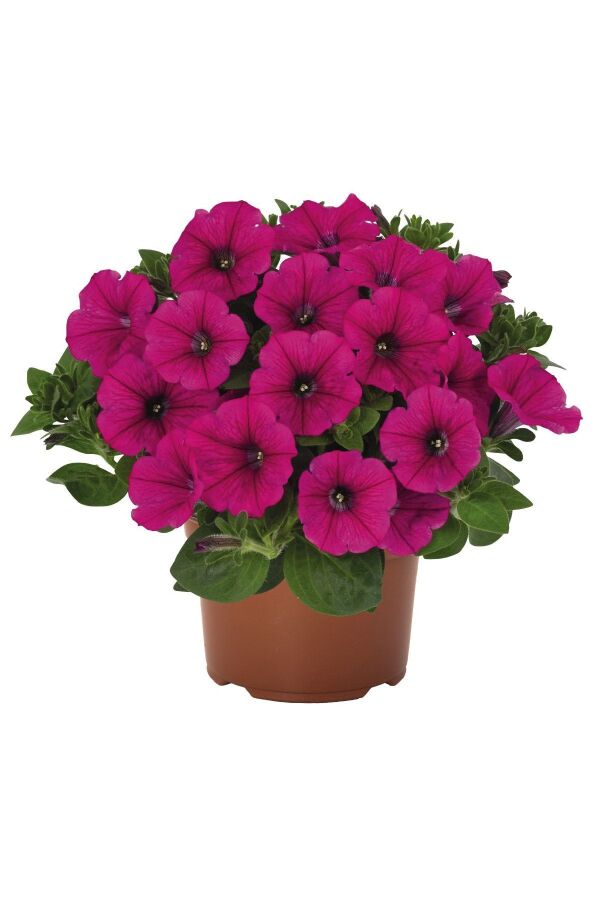Petunya ( Petunia) Sarkan Petunya Fidesi Purple 1 Adet - 