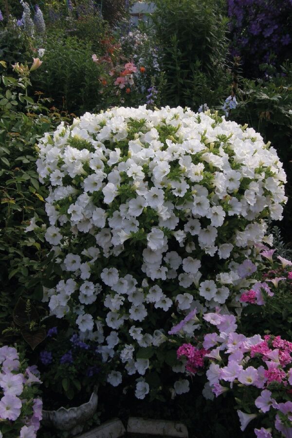 Petunya ( Petunia) Sarkan Petunya Fidesi White 1 Adet - 
