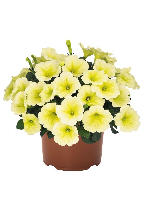 Petunya ( Petunia) Sarkan Petunya Fidesi Yellow 1 Adet - 