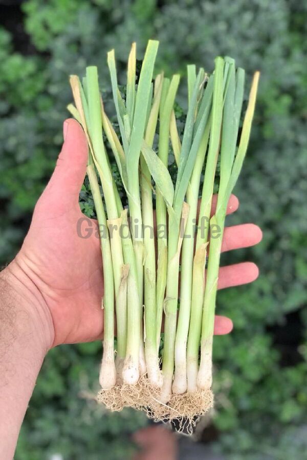 Pırasa Fidesi 10 Adet - Gardina