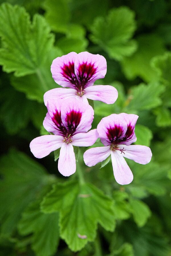 Portakal Kokulu Sardunya Fidesi Yoğun Kokulu ( Pelargonium Species Odorata ) Orange 1 Adet - Gardina