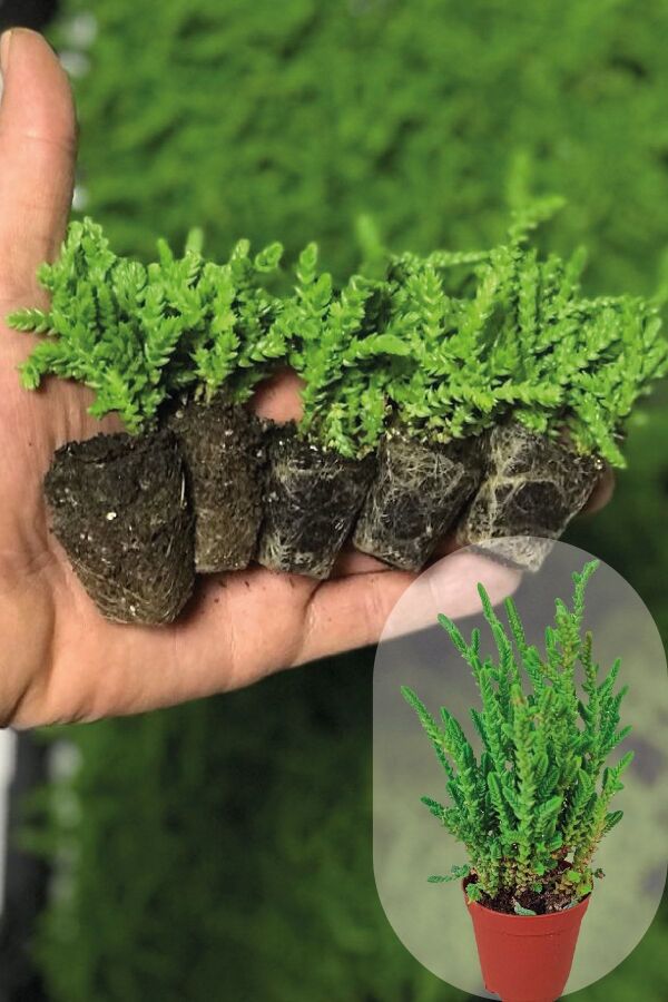 Prenses Çamı Fidesi 5 Adet Sukulent ( Crassula Muscosa ) - Gardina