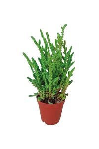 Prenses Çamı Fidesi  Sukulent ( Crassula Muscosa ) - 1