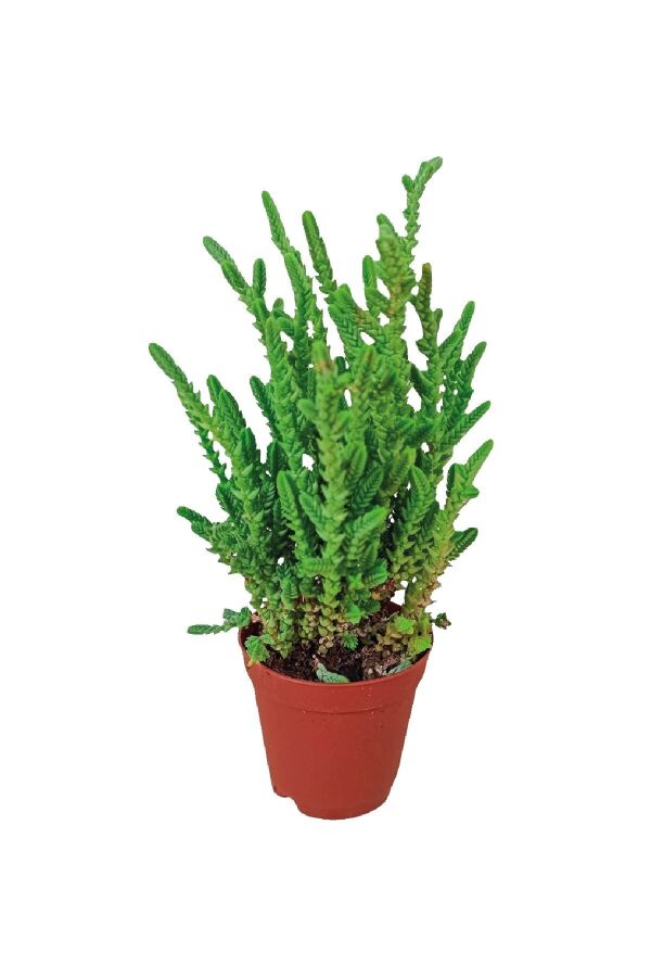 Prenses Çamı Fidesi  Sukulent ( Crassula Muscosa )