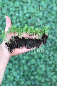 Rakula Baby Roka Fidesi 10 Adet - 2