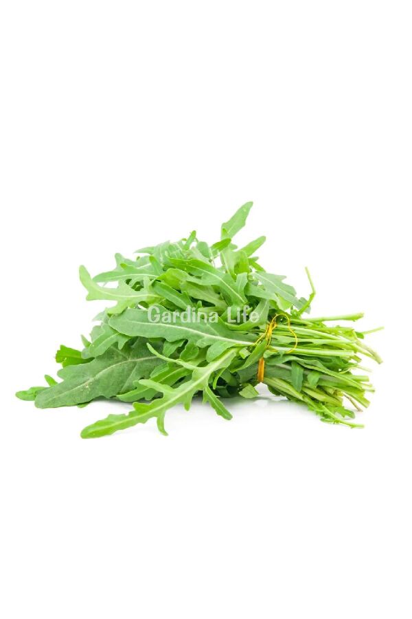 Rakula Baby Roka Fidesi 10 Adet - 3