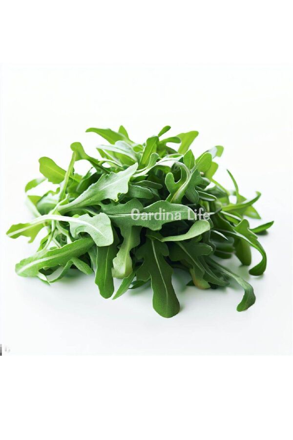 Rakula Baby Roka Fidesi 10 Adet - 7