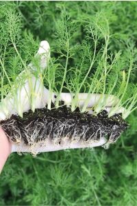 Rezene Fidesi 10 Adet - 1