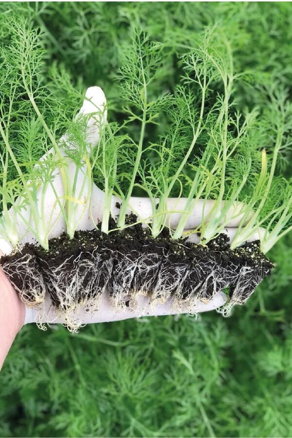 Rezene Fidesi 10 Adet