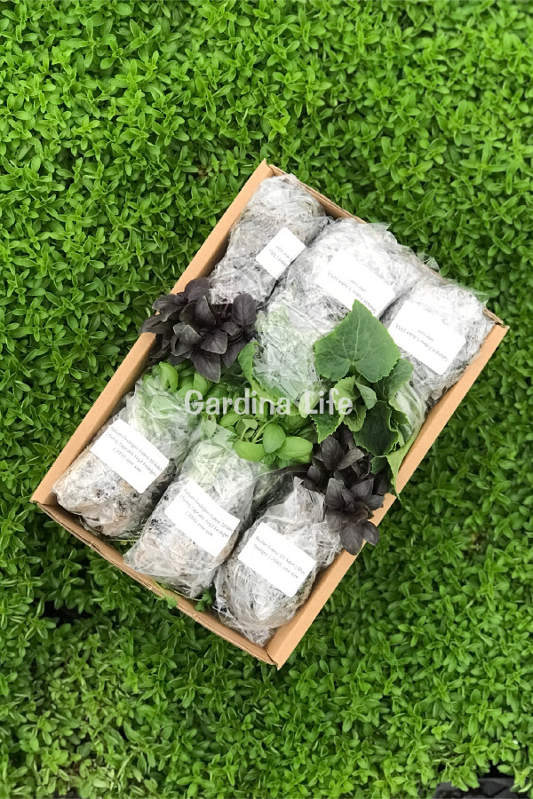 Rezene Fidesi 10 Adet - 4