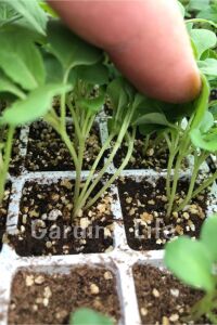 Roka Fidesi 10 Adet - 4