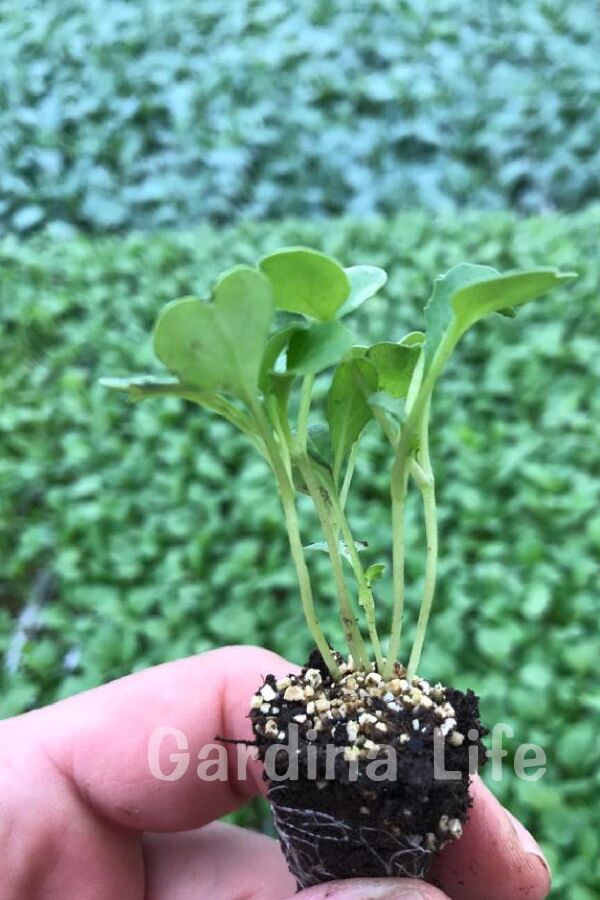 Roka Fidesi 10 Adet - 5