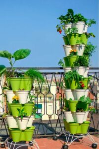 Roka Fidesi 10 Adet - 6