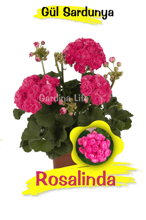 Rosalinda Gül Sardunya Çiçeği Fidesi Özel Tür (classic ) 1 Adet - Gardina