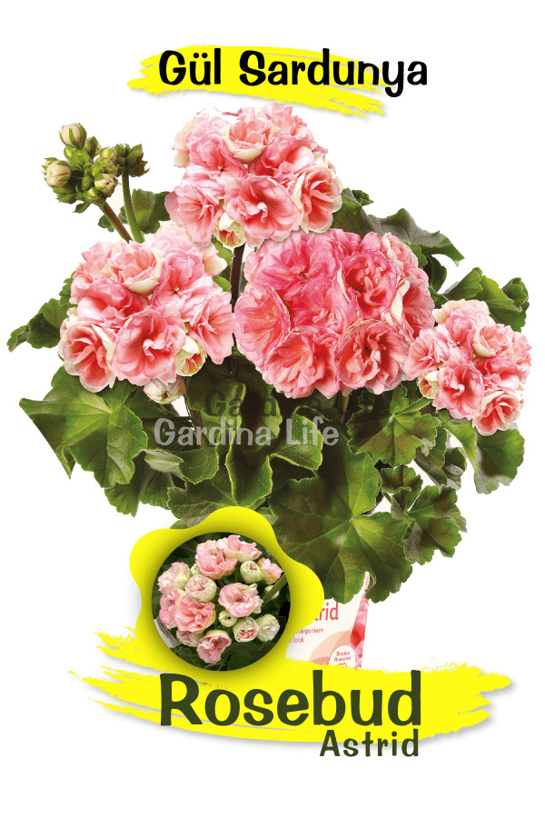 Rosebud Astrid Gül Sardunya Çiçeği Fidesi Özel Tür (classic ) 1 Adet - Gardina