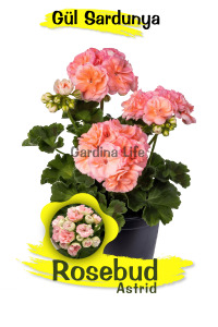 Rosebud Astrid Gül Sardunya Fidesi - 4
