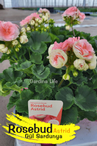 Rosebud Astrid Gül Sardunya Fidesi - 5