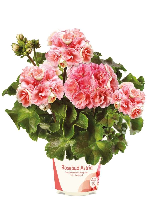 Rosebud Astrid Gül Sardunya Fidesi Özel Tür (classic ) 1 Adet - 