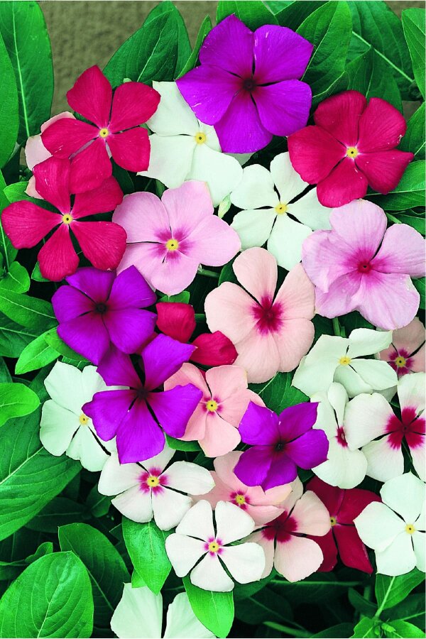 Rozet  Fidesi  Mix ( Vinca )