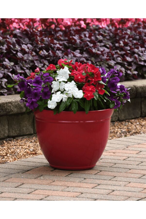 Rozet  Fidesi  Mix ( Vinca ) - 3