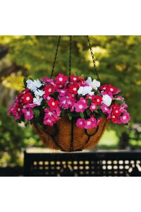 Rozet  Fidesi  Mix ( Vinca ) - 4