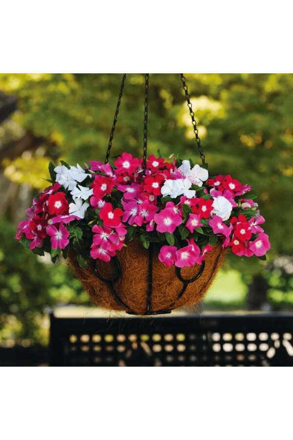 Rozet  Fidesi  Mix ( Vinca ) - 4