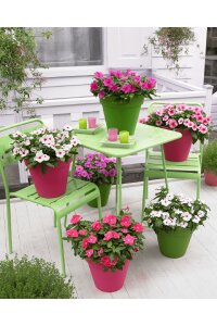 Rozet  Fidesi  Mix ( Vinca ) - 5