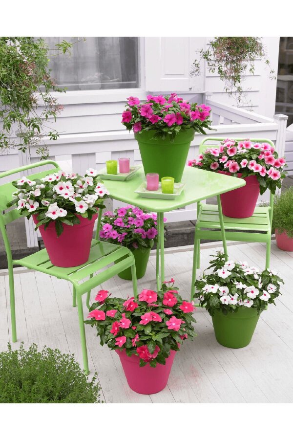 Rozet  Fidesi  Mix ( Vinca ) - 5