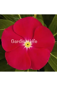 Rozet Çiçeği Fidesi Vinca Bright Red 10 Adet - 1