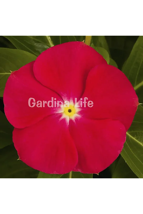 Rozet Çiçeği Fidesi Vinca Bright Red 10 Adet
