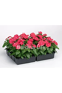 Rozet Çiçeği Fidesi Vinca Bright Red 10 Adet - 2