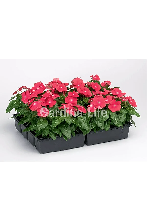 Rozet Çiçeği Fidesi Vinca Bright Red 10 Adet - 2