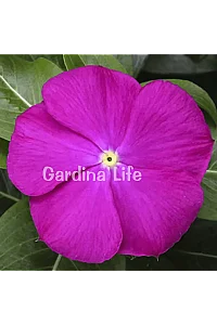 Rozet Çiçeği Fidesi Vinca Deep Orchid 10 Adet - 1
