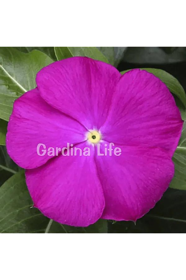 Rozet Çiçeği Fidesi Vinca Deep Orchid 10 Adet