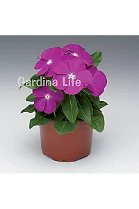 Rozet Çiçeği Fidesi Vinca Deep Orchid 10 Adet - 2