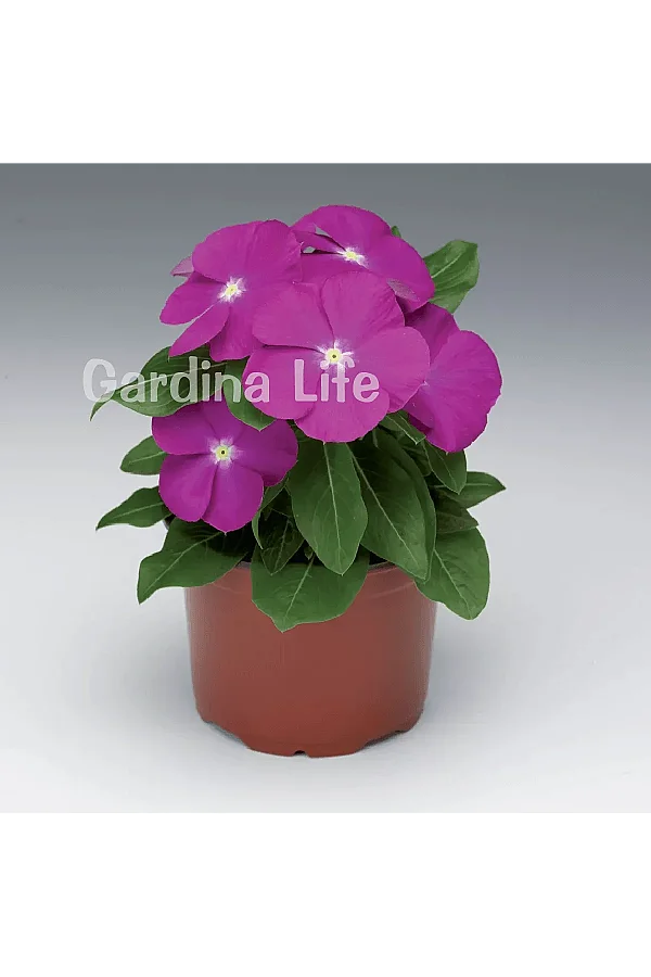 Rozet Çiçeği Fidesi Vinca Deep Orchid 10 Adet - 2