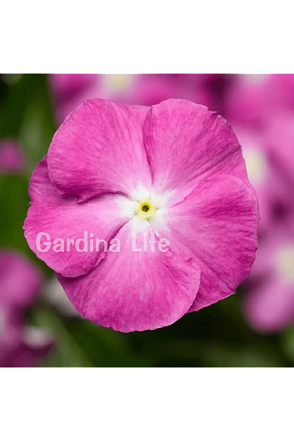 Rozet Çiçeği Fidesi Vinca Orchid Halo 10 Adet