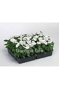 Rozet Çiçeği Fidesi Vinca Pure White 10 Adet - 2